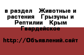  в раздел : Животные и растения » Грызуны и Рептилии . Крым,Гвардейское